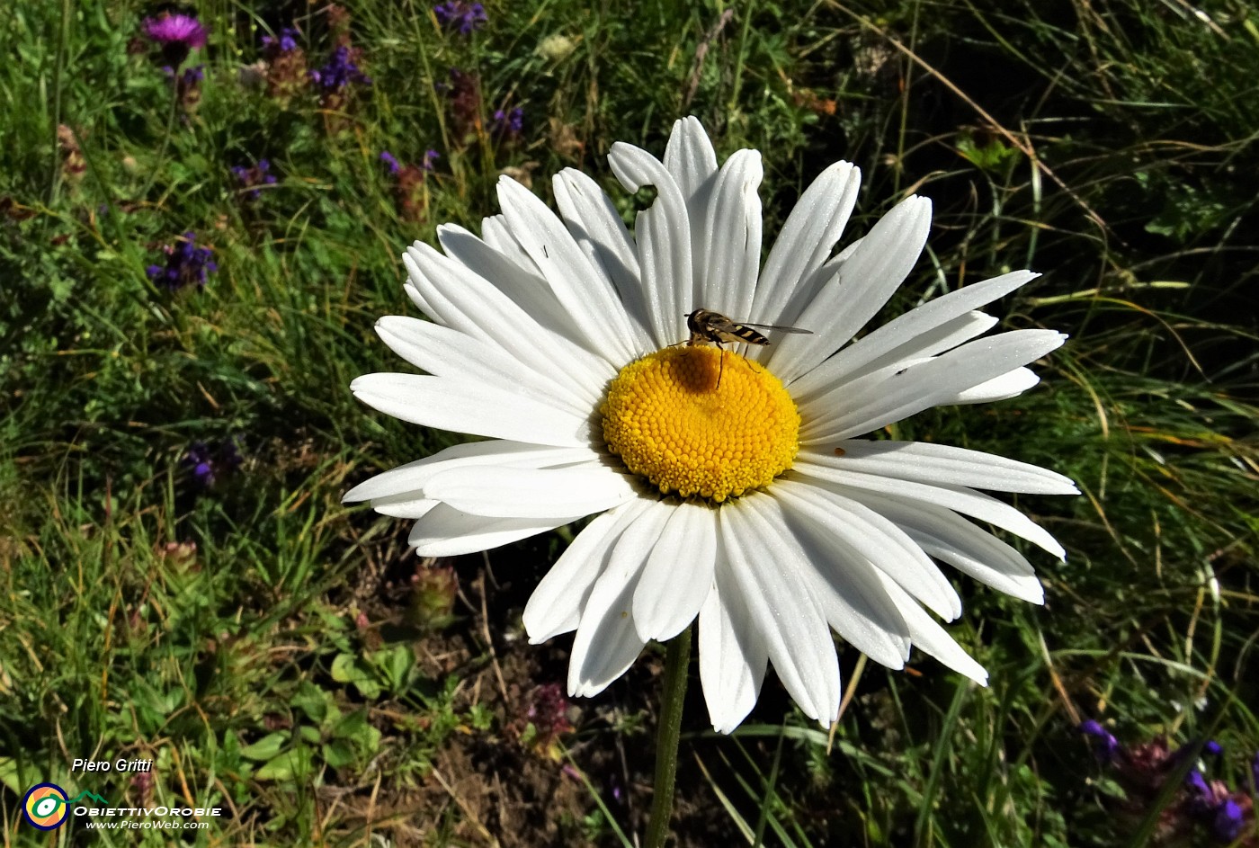 19 Bellissima margherita con ospite.JPG